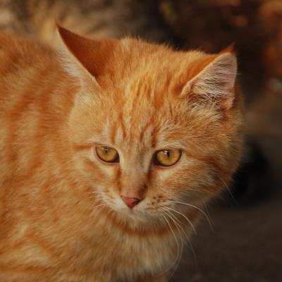 Прикрепленное изображение: cat_0121.jpg